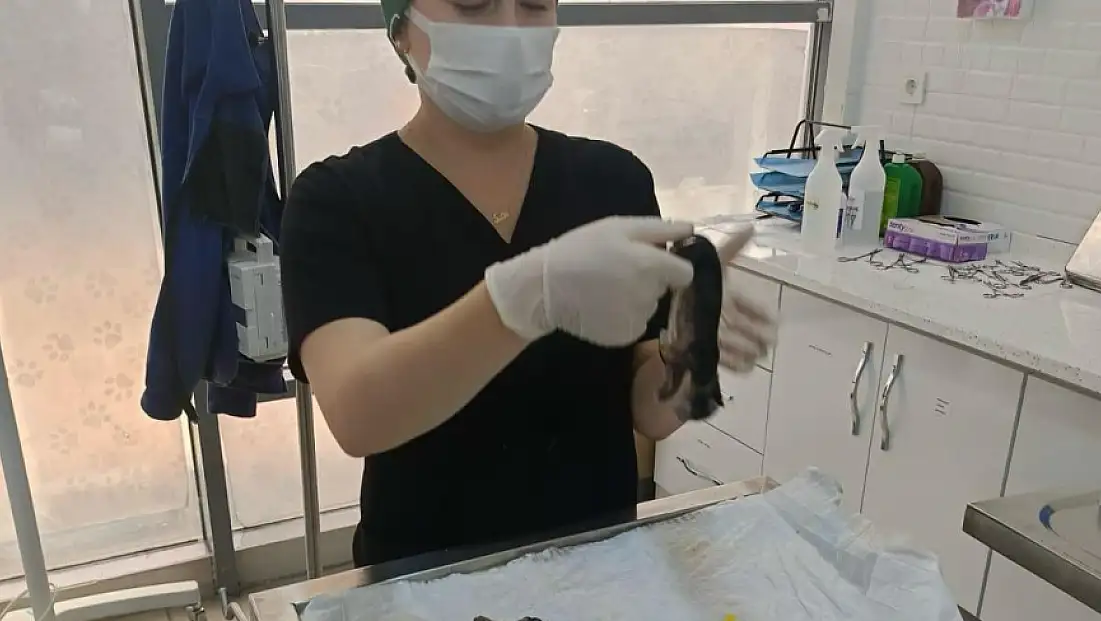 Büyükşehir, hamile kediyi kurtarmak için seferber oldu