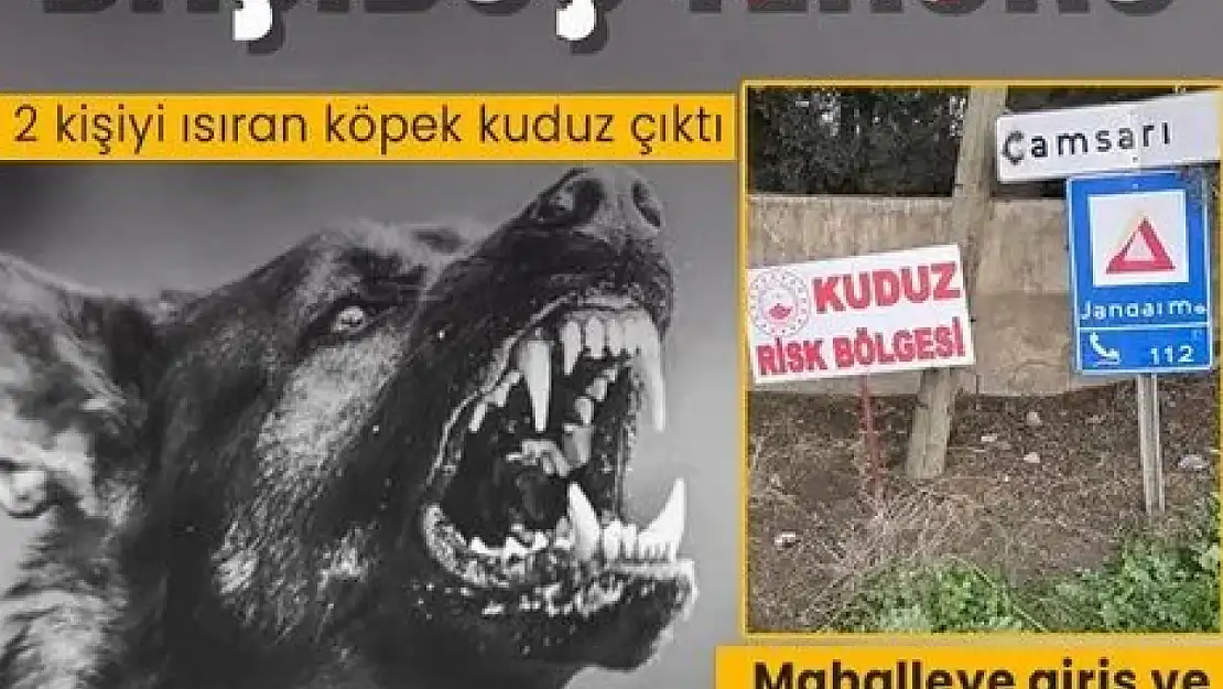 2 kişiyi ısıran köpek kuduz çıktı: Mahalle karantinaya alındı