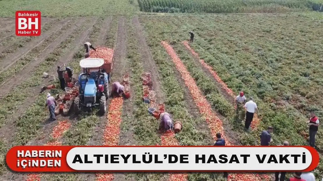 Altıeylül'de Hasat Vakti