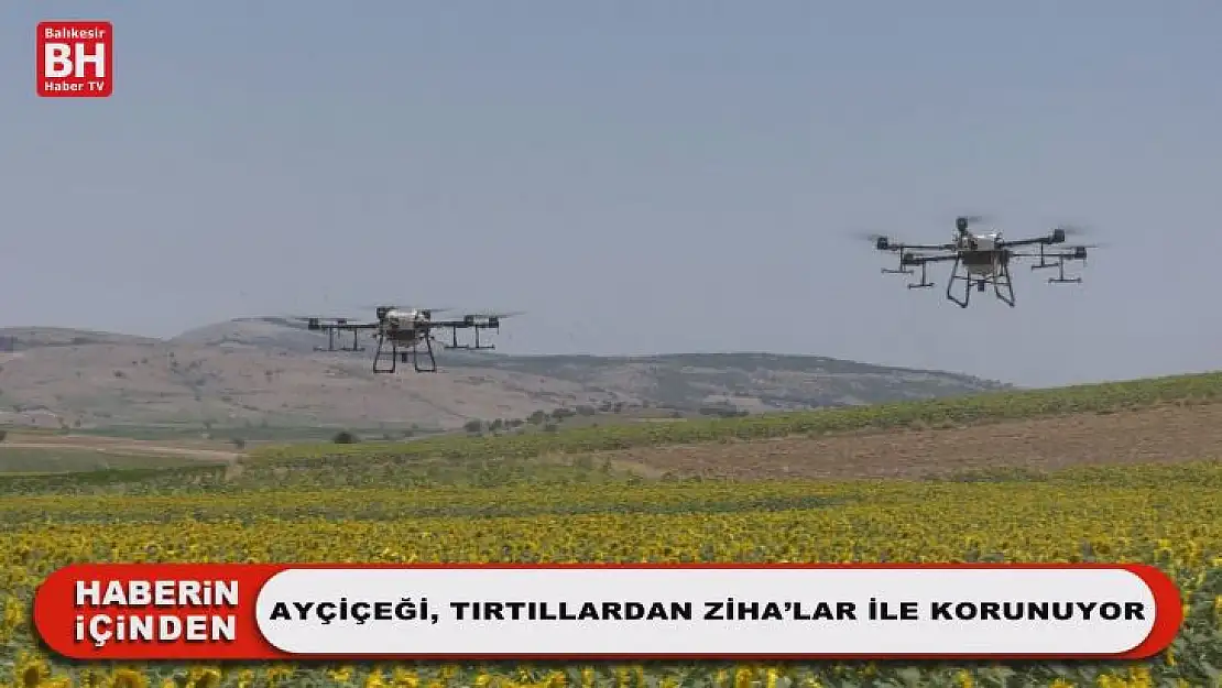 Ayçiçeği, Tırtıllardan ZİHA'lar ile Korunuyor