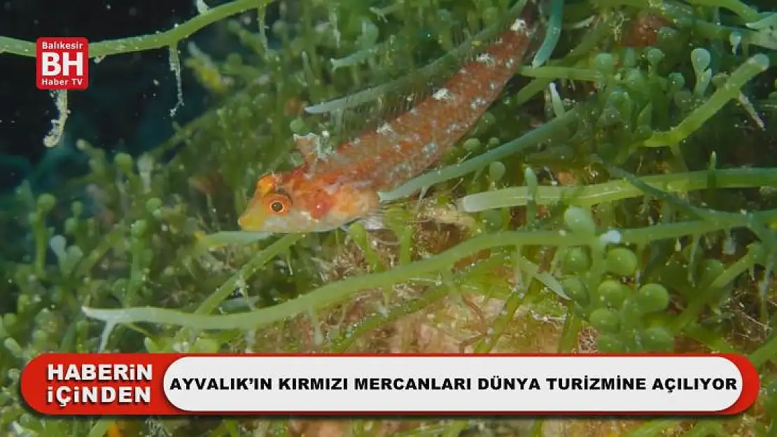 Ayvalık'ın Kırmızı Mercanları Dünya Turizmine Açılıyor
