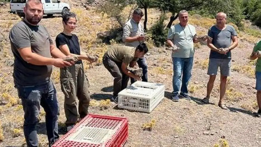 BALIKESİR DOĞASINA 700 KINALI KEKLİK