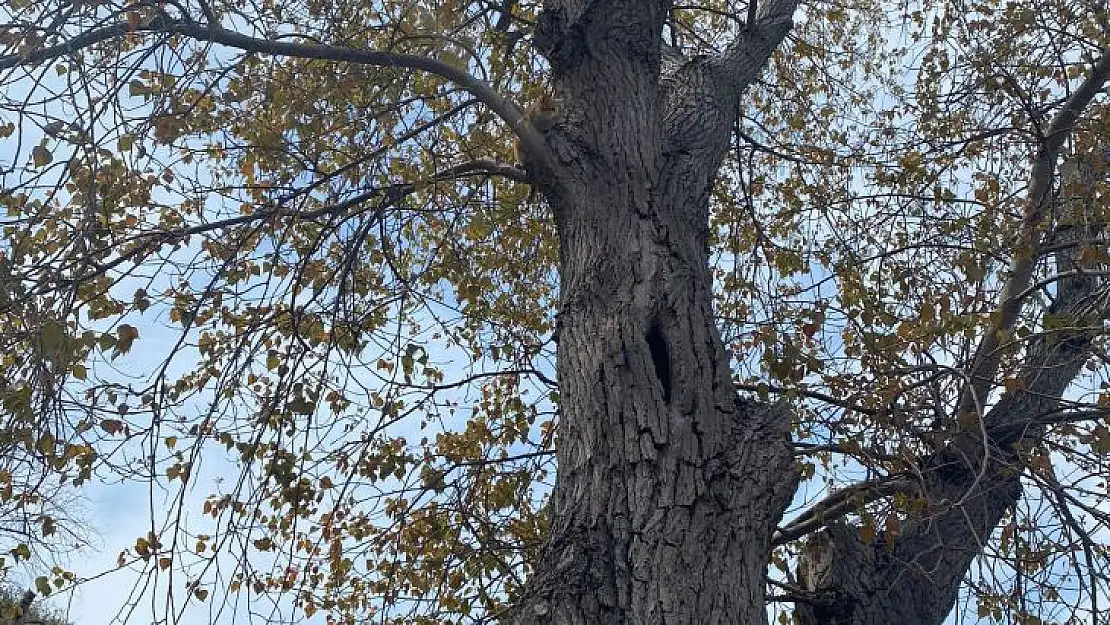 Bandırma'da Ağaçta Mahsur Kalan Kedi Kurtarıldı