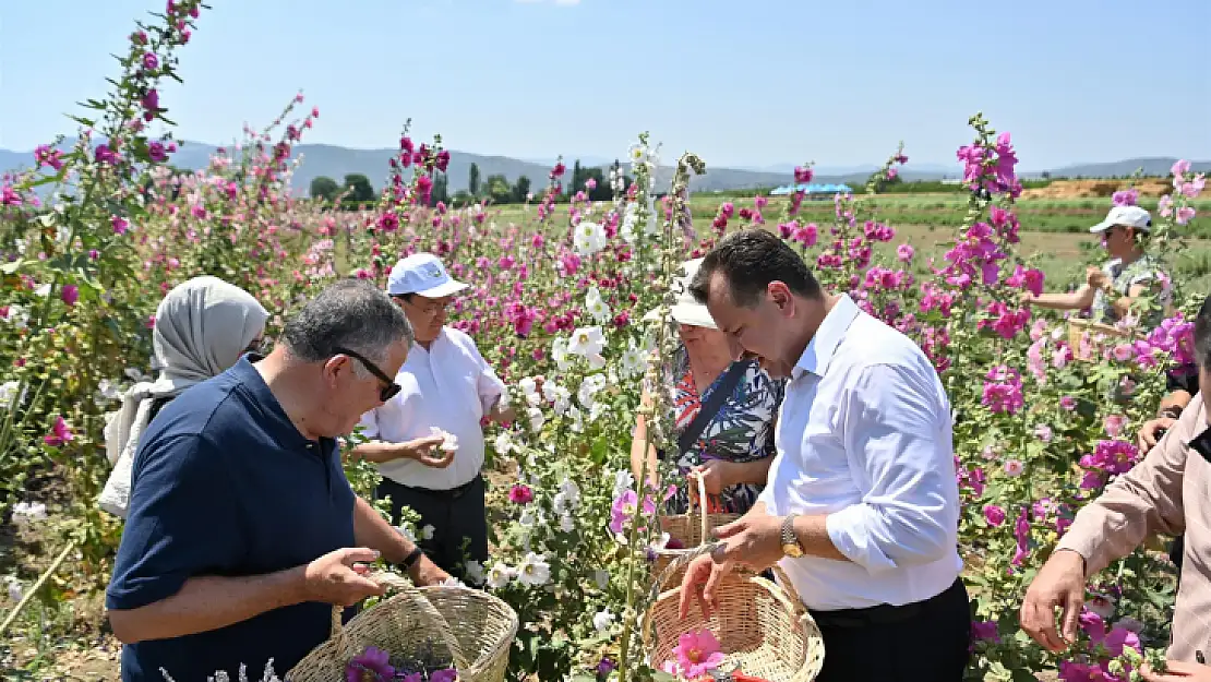 Başkan Yılmaz, aromatik bitki hasadına katıldı