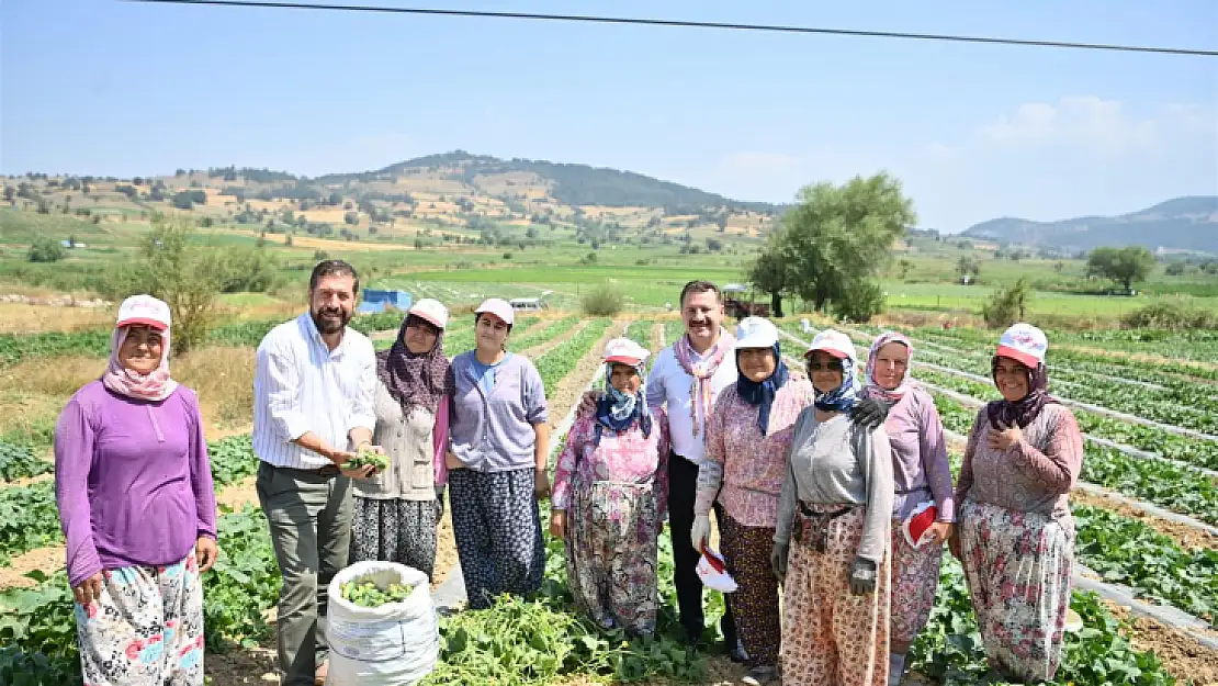 Başkan Yılmaz Kornişon Hasadında