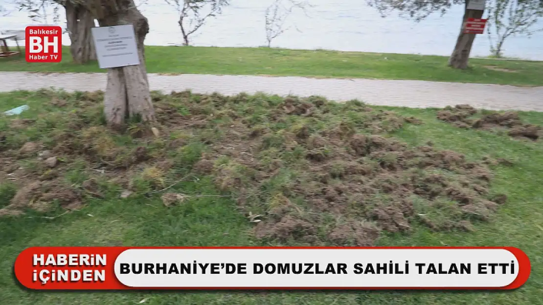 Burhaniye'de Domuzlar Sahili Talan Etti