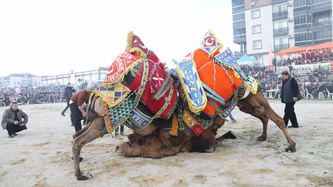 Burhaniye'de Zeytin Hasat Festivali ve Deve Güreşleri Başlıyor