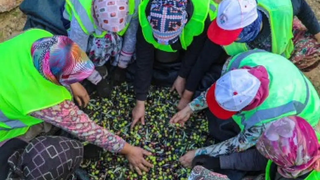 Burhaniye'de Zeytin Hasat Zamanı