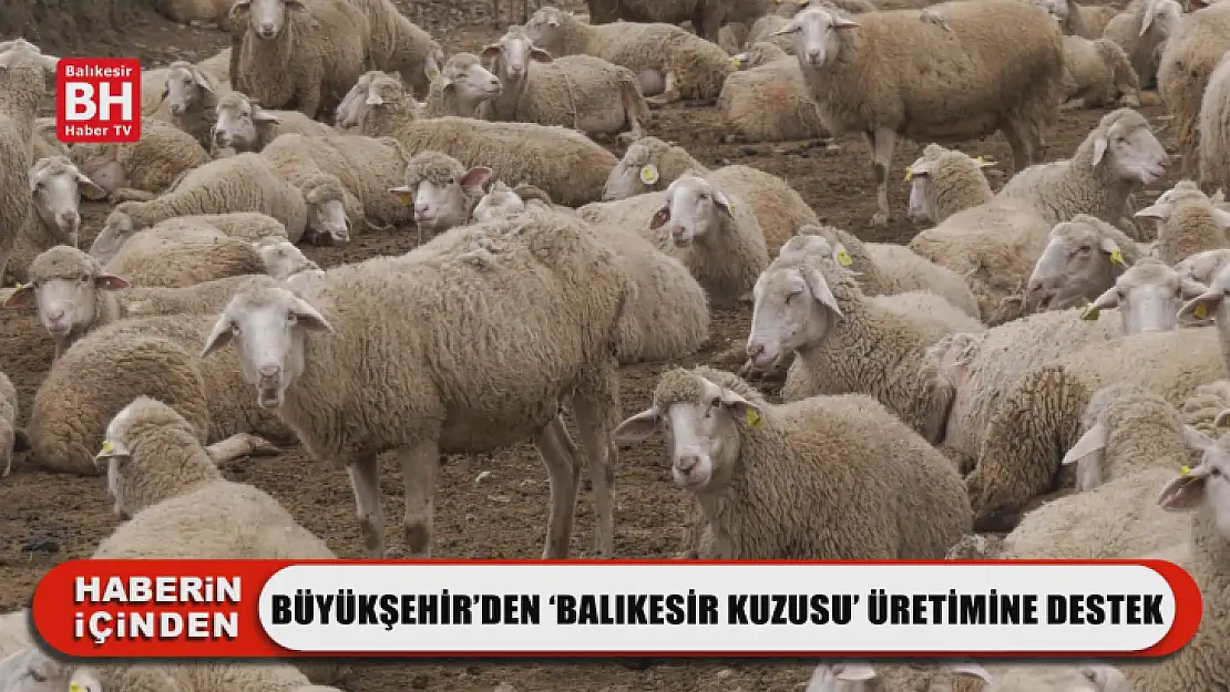 Büyükşehir'den 'Balıkesir Kuzusu' Üretimine Destek