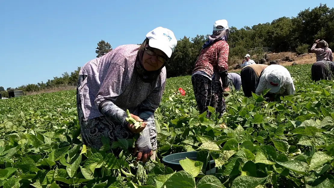 Büyükşehir'in dağıttığı tohumlar toprakla buluştu,   verim çiftçinin yüzünü güldürdü
