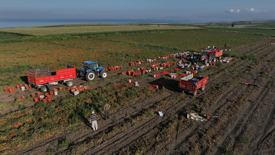 Büyükşehir'in Tarımsal Sulama Desteğiyle İlk Hasat Yapıldı