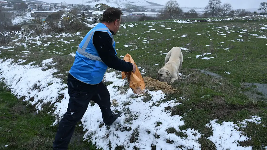 Büyükşehir, kış boyunca sokak hayvanları için sahada