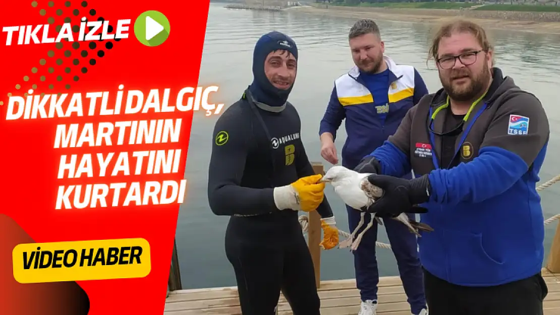 DİKKATLİ DALGIÇ,  MARTININ  HAYATINI  KURTARDI