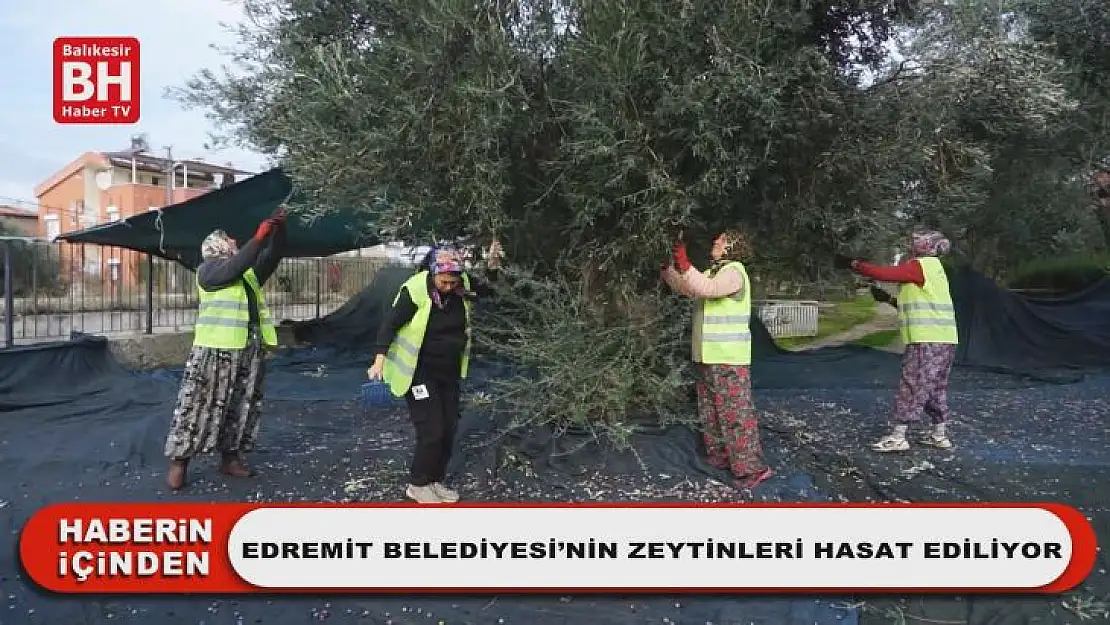 Edremit Belediyesi Zeytinyağları İçin Hasat Devam Ediyor