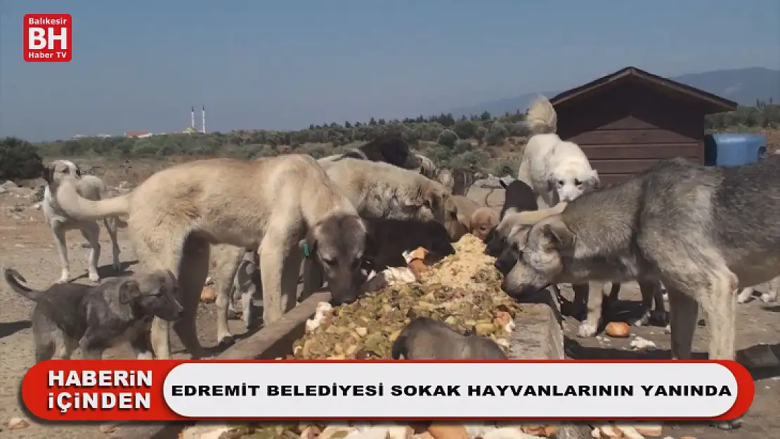 Edremit Belediyesi Sokak Hayvanlarının Yanında