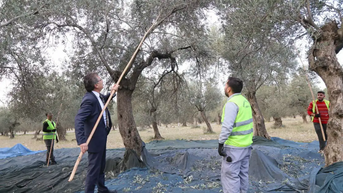 Edremit Belediyesi Son Zeytin Hasadını Yaptı