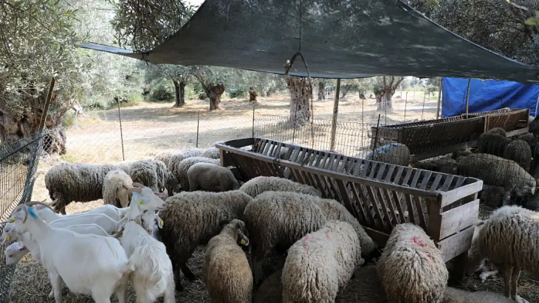 Edremit'te Kurban Satış ve Kesim Yerleri Belirlendi!