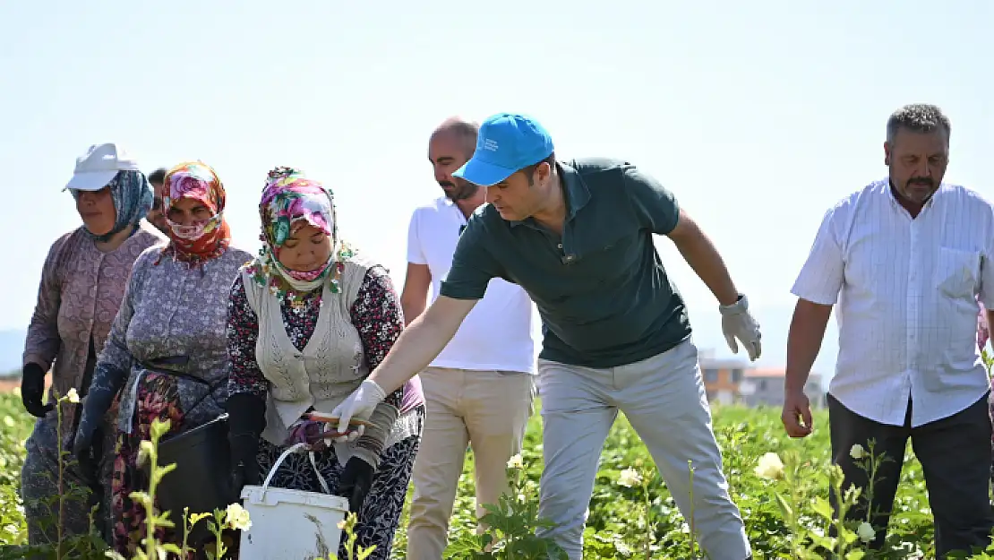 Gömeç tarlalarından çıkan bamya, cips olarak sofralara gelecek