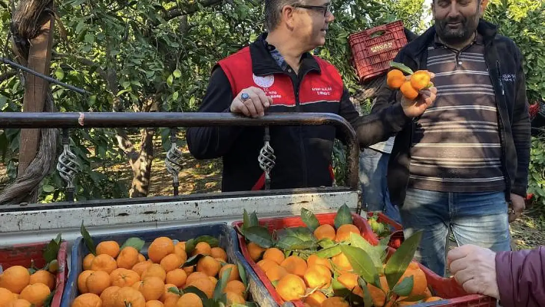 Havran Mandalinası Türkiye'nin Dört Bir Yanına Gidiyor…