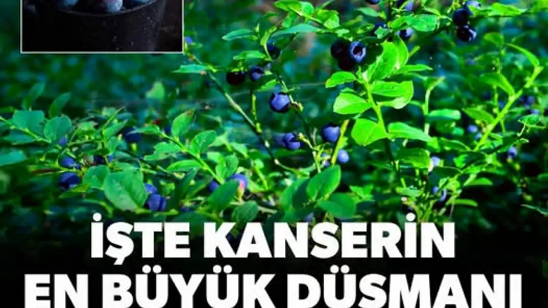 Kanserin en büyük düşmanı: Mucizevi etkisi ilk kez ortaya çıktı