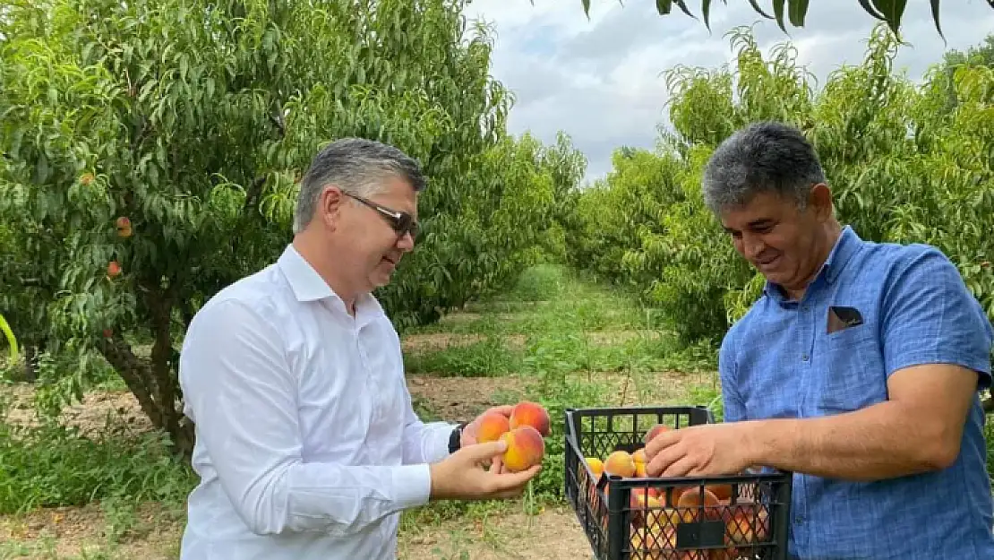 Kepsut Şeftalisi Hasadı Devam Ediyor