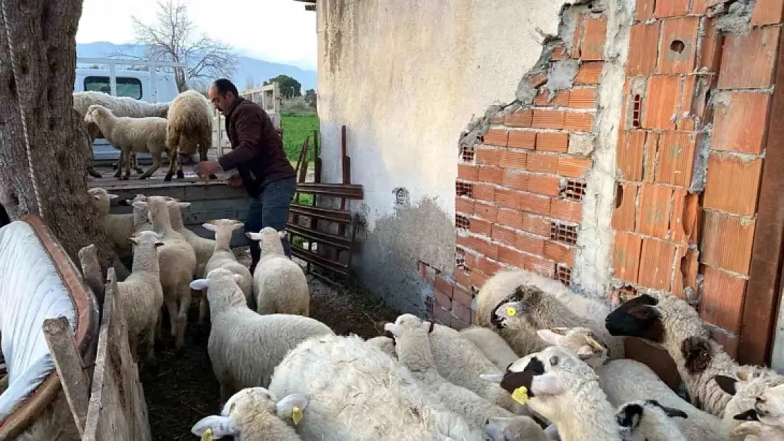 Koyun satışıyla vatandaşları dolandırdı