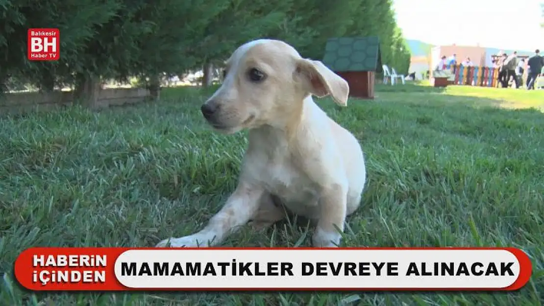 Mamamatikler Devreye Alınacak