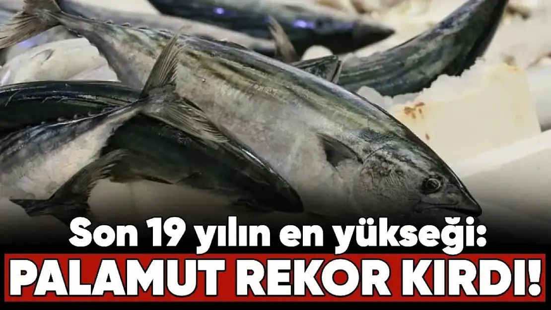 Son 19 yılın en yükseği: Palamut rekor kırdı!