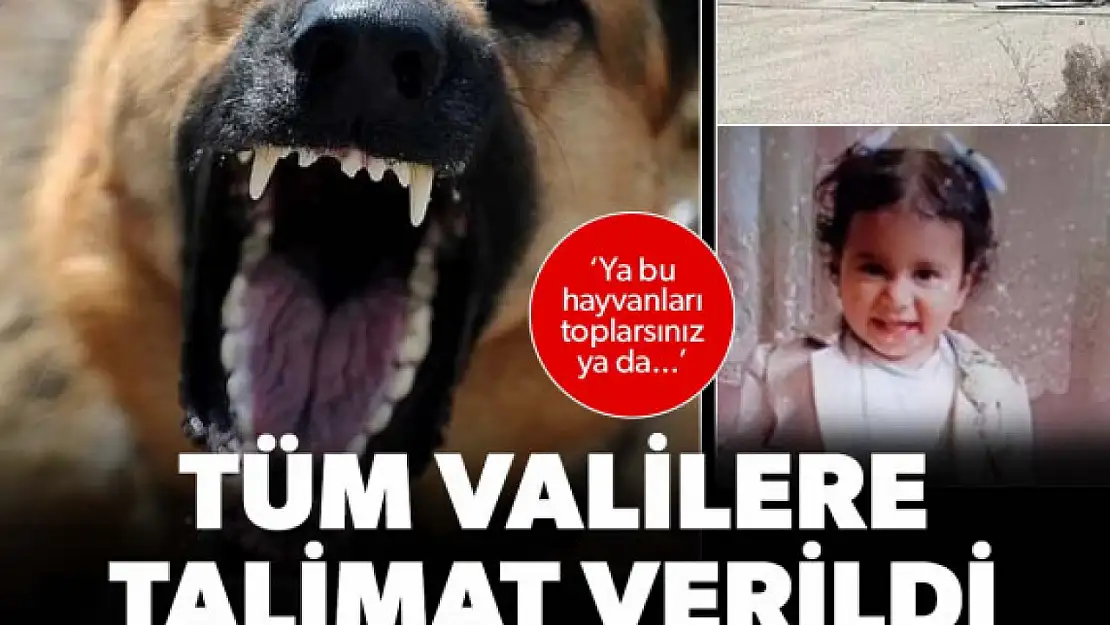 Tüm valilere talimat verildi: Bütün sahipsiz köpekler toplanacak