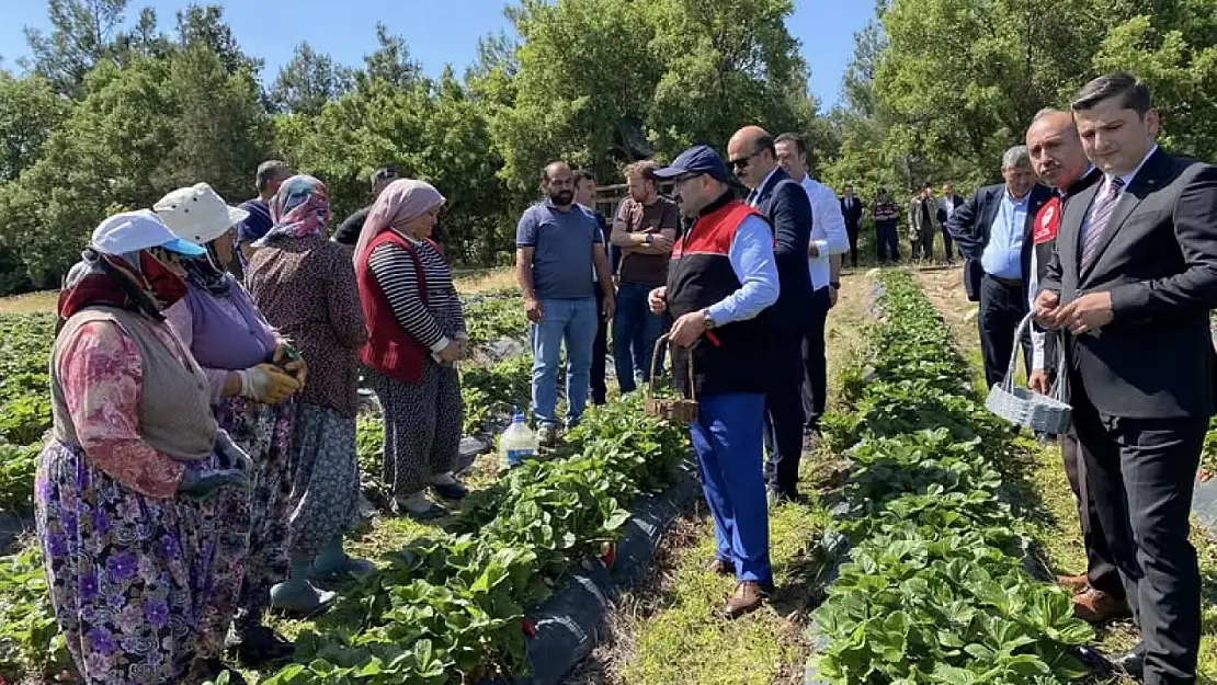 Vali Ustaoğlu Çiftçilerle Çilek Hasadında