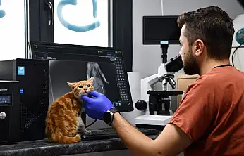 Balıkesir'de can dostlar Büyükşehir eliyle güvende