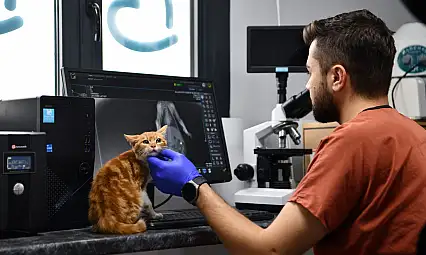 Balıkesir'de can dostlar Büyükşehir eliyle güvende