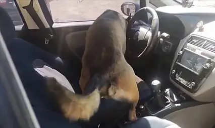 Narkotik dedektör köpeği Dark'tan kaçış yok!