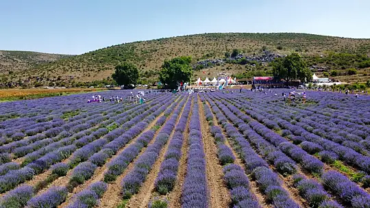 ALTIEYLÜL 3. LAVANTA GÜNLERİ BAŞLIYOR