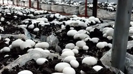 İvrindi'de Kadınlara İstihdam Kapısı Açıldı