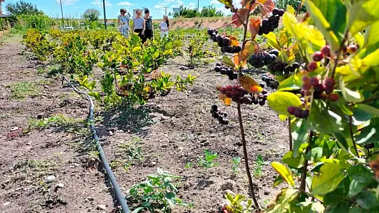 Balıkesir'de Aronya Bitkisi Ekiliş Alanları Artıyor…