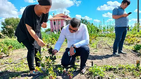 Balıkesir'de Aronya Bitkisi Ekiliş Alanları Artıyor…