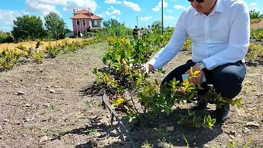 Balıkesir'de Aronya Bitkisi Ekiliş Alanları Artıyor…