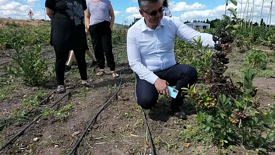 Balıkesir'de Aronya Bitkisi Ekiliş Alanları Artıyor…