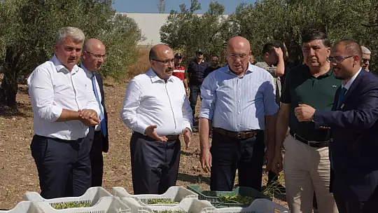 Ayvalık'ta Yılın İlk Zeytin Hasadı Yapıldı