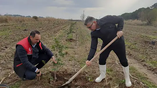 'Sakız Ağacı Projesi'inde Fidanlar Toprakla Buluştu...