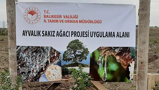 'Sakız Ağacı Projesi'inde Fidanlar Toprakla Buluştu...