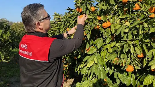 Havran Mandalinası Türkiye'nin Dört Bir Yanına Gidiyor…