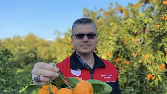 Havran Mandalinası Türkiye'nin Dört Bir Yanına Gidiyor…