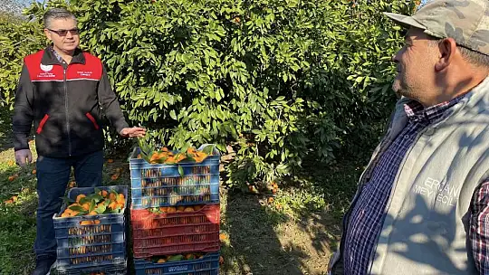 Havran Mandalinası Türkiye'nin Dört Bir Yanına Gidiyor…