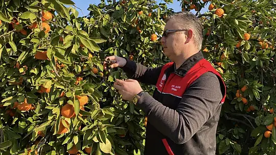 Havran Mandalinası Türkiye'nin Dört Bir Yanına Gidiyor…