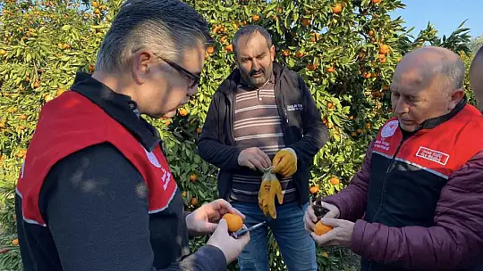 Havran Mandalinası Türkiye'nin Dört Bir Yanına Gidiyor…