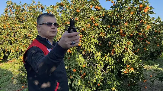Havran Mandalinası Türkiye'nin Dört Bir Yanına Gidiyor…