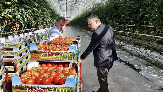 Cam Serada Üretilen Domatesler Dünya'ya İhraç Ediliyor