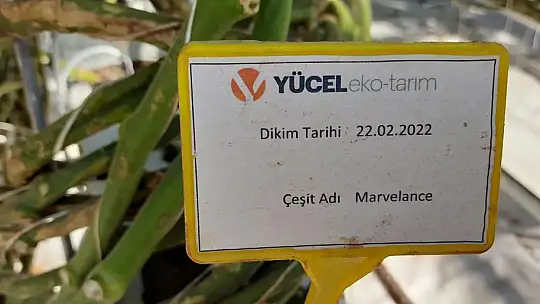 Cam Serada Üretilen Domatesler Dünya'ya İhraç Ediliyor